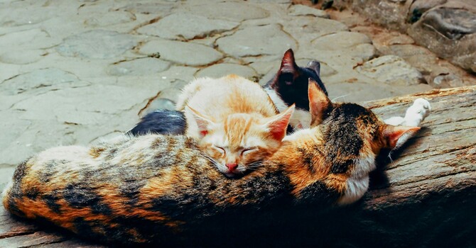 The Feel-Good Chemical That Turns Stress Into Calm image