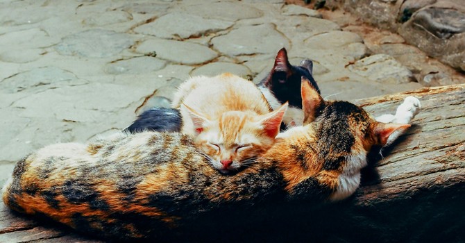 The Feel-Good Chemical That Turns Stress Into Calm